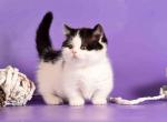 Rumba munchkin black & white bicolor short legs - Munchkin Kitten For Sale - TX&comma; US