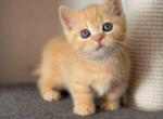 Flame orange boy red Titan munchkin short legs - Munchkin Kitten For Sale - TX&comma; US