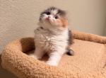 Sprinkles - Scottish Fold Kitten For Sale - Houston&comma; TX&comma; US
