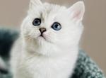 Lady - Scottish Straight Kitten For Sale - Kent&comma; WA&comma; US