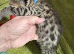 Dreamcatcher - Savannah Kitten For Sale - Northville&comma; MI&comma; US