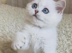 Lyla - British Shorthair Kitten For Sale - Harrisburg&comma; NC&comma; US