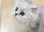 Yoshi - Persian Kitten For Sale - San Antonio&comma; TX&comma; US
