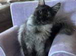 Purebred Maine Coon Dave - Maine Coon Kitten For Sale - St&period; Louis&comma; MO&comma; US