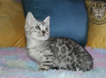 Claire - Bengal Kitten For Sale - Baldwin&comma; MI&comma; US