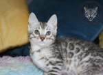 Merigold - Bengal Kitten For Sale - Baldwin&comma; MI&comma; US