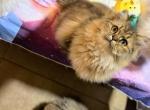 Jade - Persian Kitten For Sale - San Antonio&comma; TX&comma; US