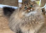 Drako - Persian Kitten For Sale - San Antonio&comma; TX&comma; US