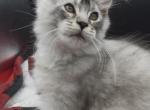 Atlas Reserved - Maine Coon Kitten For Sale - Corwin&comma; OH&comma; US