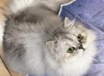 Oliver - Persian Cat For Sale - San Antonio&comma; TX&comma; US