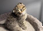 Boy 2 - Scottish Fold Kitten For Sale - Denver&comma; CO&comma; US
