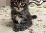 Reid Polydactyl Male - Maine Coon Kitten For Sale - Pylesville&comma; MD&comma; US
