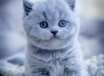 Litter X - British Shorthair Kitten For Sale - Magnolia&comma; TX&comma; US