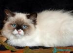 Ariya - Ragdoll Cat For Sale - Pembroke Pines&comma; FL&comma; US