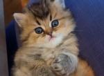 Scottish Straight Long Hair Cookie&lowbar; - Scottish Straight Kitten For Sale - Jersey City&comma; NJ&comma; US