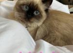 Bunny - Ragdoll Cat For Sale - Niles, OH, US