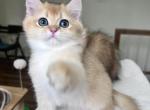 Lamajeur Cattery golden kitten - British Shorthair Kitten For Sale - Boston&comma; MA&comma; US