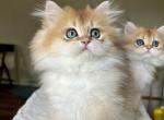 Lamajeur Cattery Golden Chinchilla kitten - British Shorthair Kitten For Sale - Boston&comma; MA&comma; US