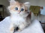 Lamajeur Cattery Golden Longhair girl - British Shorthair Kitten For Sale - Boston&comma; MA&comma; US