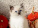 Indie - Ragdoll Kitten For Sale - 