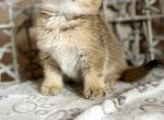 Oliver - Scottish Fold Kitten For Sale - Kent&comma; WA&comma; US