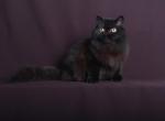 Black Miss Gorgeous - Scottish Straight Kitten For Sale - NH&comma; US
