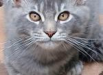 Babs - Maine Coon Kitten For Sale - New Laguna&comma; NM&comma; US