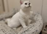 Alvin Simon Theodore - British Shorthair Kitten For Sale - Portland&comma; OR&comma; US
