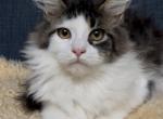 Kali - Maine Coon Kitten For Sale - Jackson&comma; TN&comma; US