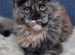 Wila - Maine Coon Kitten For Sale - Jackson&comma; TN&comma; US
