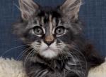 Elena - Maine Coon Kitten For Sale - Jackson&comma; TN&comma; US