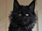 Quick - Maine Coon Kitten For Sale - Charlotte&comma; NC&comma; US