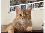 Tigr - Maine Coon Cat For Sale - North Port&comma; FL&comma; US