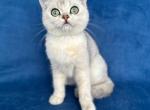 Collins - Scottish Straight Kitten For Sale - Cherkasy, Cherkasy Oblast, UA