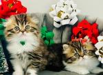 Scottish longhair - Scottish Fold Kitten For Sale - Ontario&comma; NY&comma; US