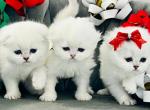 Scottish kittens longhair - Scottish Fold Kitten For Sale - 
