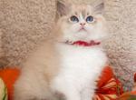 Dolly - Ragdoll Kitten For Sale - Norwalk&comma; CT&comma; US
