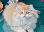 Simon&lowbar; - British Shorthair Kitten For Sale - Pembroke Pines&comma; FL&comma; US
