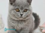 Rita - British Shorthair Kitten For Sale - Pembroke Pines&comma; FL&comma; US