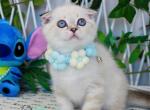 Justin - Scottish Fold Kitten For Sale - Hollywood&comma; FL&comma; US
