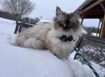Ellie - Siberian Cat For Sale - Port Royal&comma; PA&comma; US