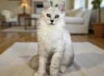 Irbis - Maine Coon Kitten For Sale - Hollywood&comma; FL&comma; US