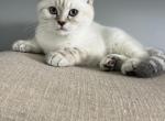 Theodore - Scottish Fold Kitten For Sale - 