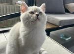 Tayah - Scottish Fold Kitten For Sale - 