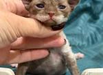 Devon Rex Chocolate and White - Devon Rex Kitten For Sale - Hollywood&comma; FL&comma; US