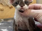 Devon Rex Cinnamon and White - Devon Rex Kitten For Sale - Hollywood&comma; FL&comma; US