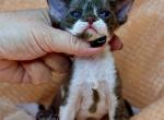 Devon Rex Chocolate and White M - Devon Rex Kitten For Sale - Hollywood&comma; FL&comma; US