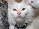 Peach - Maine Coon Kitten For Sale - Renton&comma; WA&comma; US