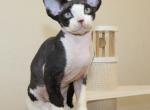 Devon Rex Black bicolor - Devon Rex Kitten For Sale - Hollywood&comma; FL&comma; US