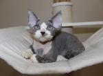 Devon Rex Blue bicolor - Devon Rex Kitten For Sale - Hollywood&comma; FL&comma; US
